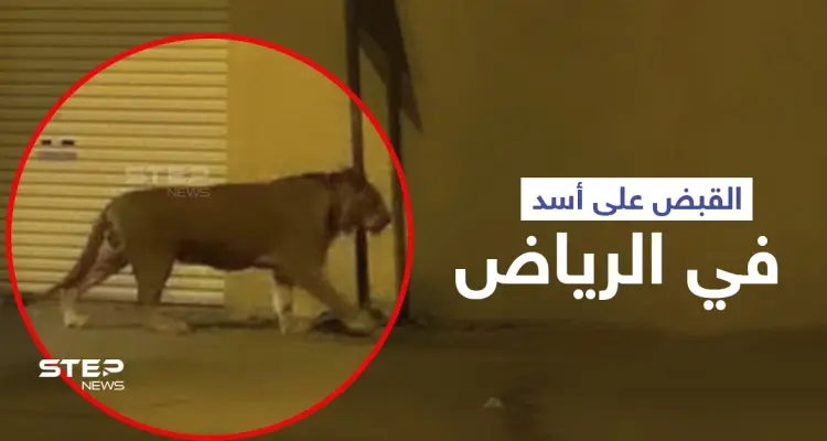 بالفيديو|| القبض على أسد في الرياض أثار الذعر داخل إحدى الأحياء السكنية: أخبار