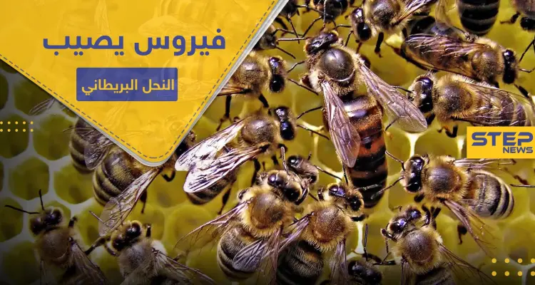 شلل النحل المزمن.. فيروس فتاك يصيب مستعمرات العسل بهذه البلاد: أخبار