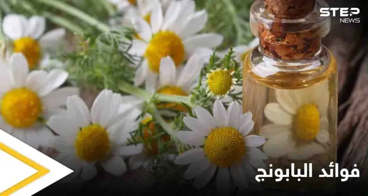 فوائد البابونج التي عليك معرفتها والمعتقدات الخاطئة عنه وإشاعة المغطس الشافي: أخبار