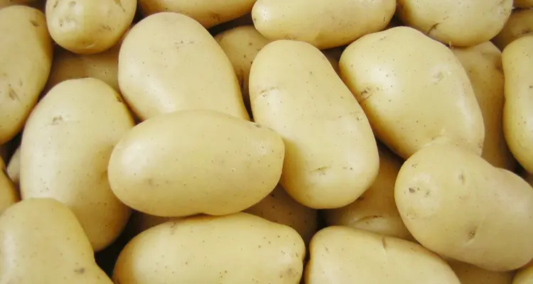 رجيم البطاطا المسلوقة لإنقاص الوزن ..اخسري 5 كلغ في 3 أيام: أخبار