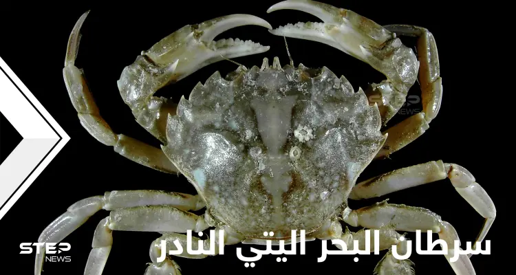 شاهد|| أغرب مخلوقات الأعماق.. سرطان البحر اليتي بأذرعه المخملية وسبب تسميته المطابقة للأساطير: أخبار