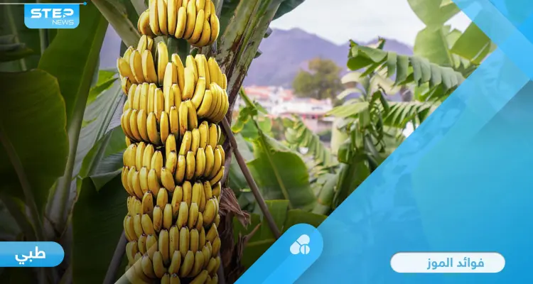 تعرف على فوائد الموز للجهاز العصبي والهضمي وميزات أخرى كثيرة: أخبار