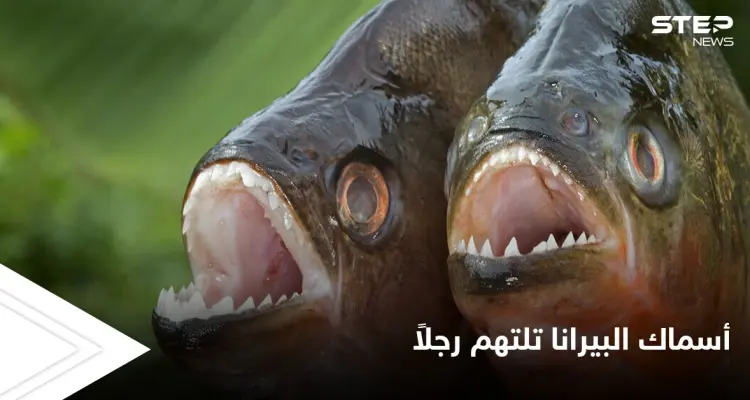 أسماك البيرانا الضارية تفترس صياداً هرب من النحل إلى البحيرة: أخبار
