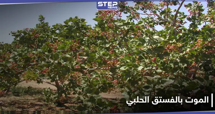 جندهم ضباط المخابرات لقطاف الفستق الحلبي.. مخلّفات الحرب تحصد الأرواح في ريف إدلب الجنوبي: أخبار