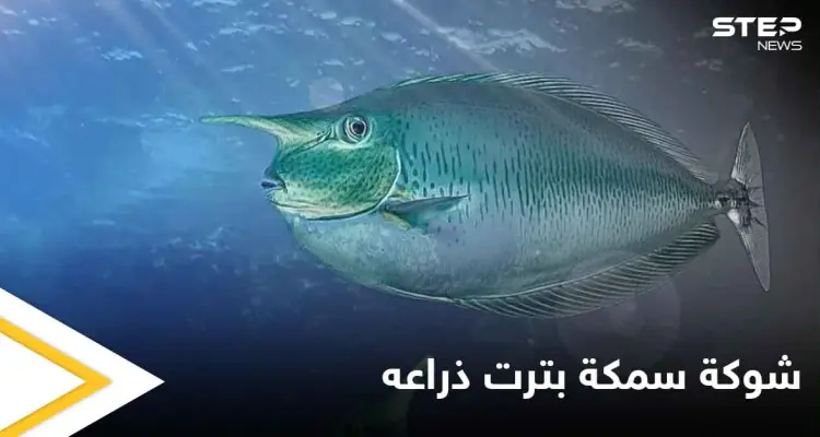 شاهد بالصور|| طاهٍ صيني يفقد ذراعه بسبب سمكة: أخبار