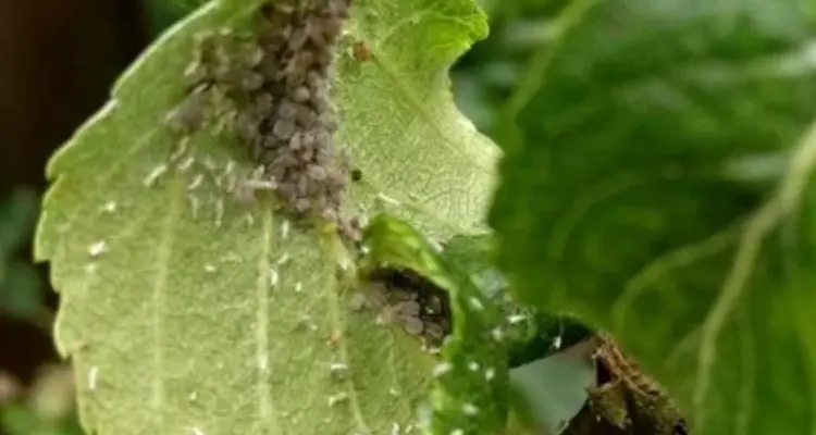 أسراب حشرات تنتشر بسماء بريطانيا تشكل خطراً على العالم.. وأوروبا تتخذ خطوة كبرى: أخبار