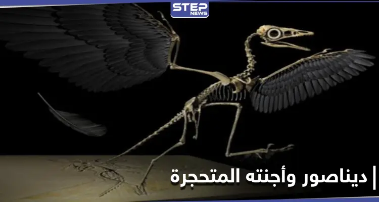 ديناصور وأجنته المتحجرة.. اكتشاف في صخور عمرها 70 مليون عام احتفل به العلماء: أخبار