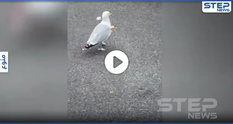 بالفيديو|| بسهم يخترق جسمه.. طائر نورس مكافح يذهل المارة في بريطانيا: أخبار