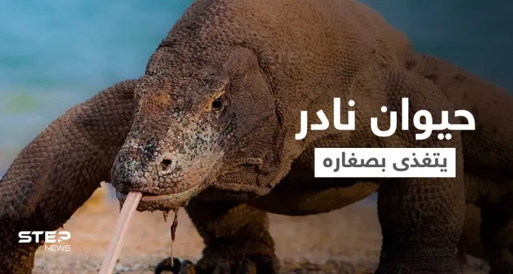 شاهد بالفيديو|| حيوان نادر مهدد بالانقراض لسانه متشعب وفمه مليء بالبكتيريا القاتلة... يأكل صغاره عندما يجوع: أخبار