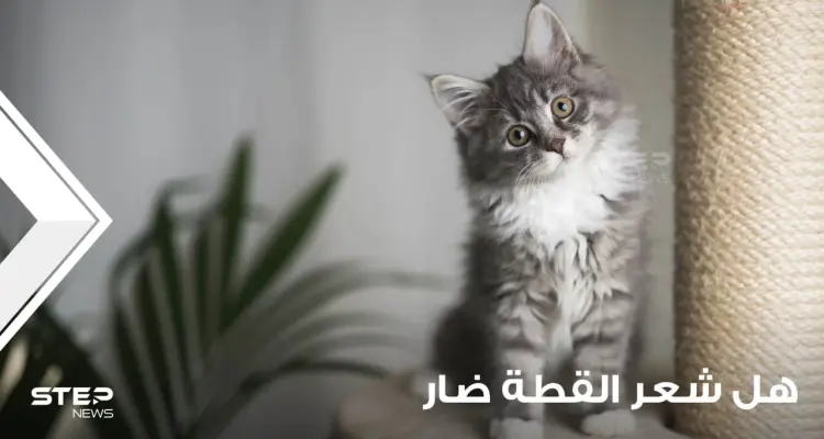 هل شعر القطط ضار؟ وكيف يمكن الحماية منه؟: أخبار
