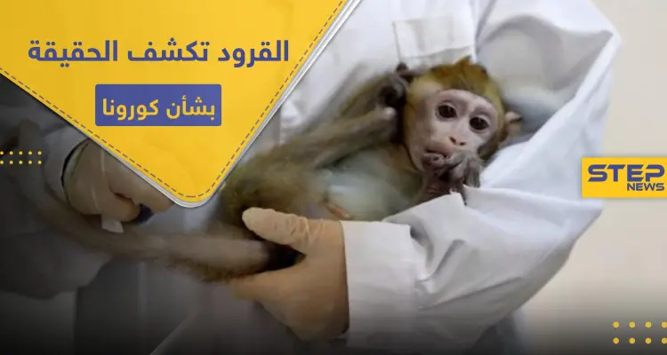 مع اقتراب عدد المصابين من عتبة الـ6 مليون.. القرود تحمل بشرى سارة لمواجهة كورونا: أخبار