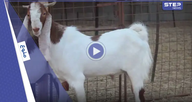 شاهد|| ماعز تنجب مولوداً على هيئة "طفل بشري" بوجه وملامح يشبه الإنسان.. والأهالي يعتبرون أنها "علامة من الله" (فيديو): أخبار