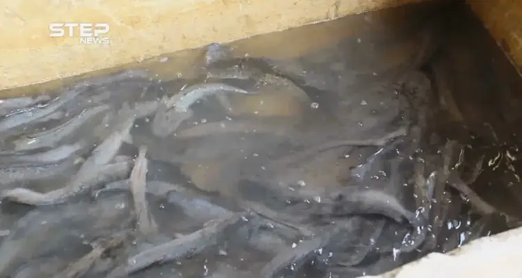 إدلب تعاني من نقص الأسماك فيها وقلة فرص العمل بعد سيطرة قوات النظام على عشرات الأحواض في سهل الغاب: أخبار