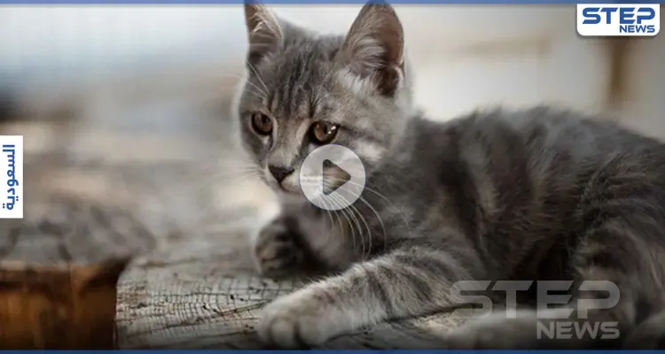 بالفيديو|| في مشاهد قاسية.. سعودي يحرق قطة وهي حيّة ووسم "معذب القطط" يُشعل غضباً: أخبار