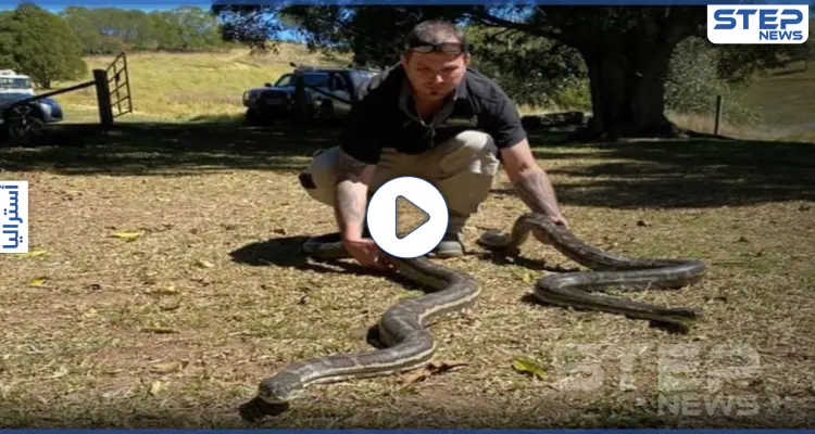 بالفيديو|| صراع ثعبانين ضخمين أثناء التزاوج يهدما سقف منزل مُسن ليسقطا بالمطبخ: أخبار