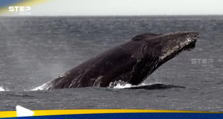 لأول مرة في التاريخ.. مكالمة بين حوت وعلماء استمرّ لـ20 دقيقة: أخبار