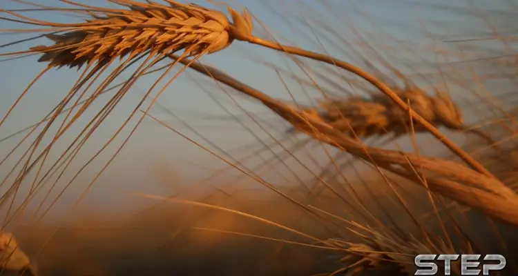 ملخص أحداث سوريا – الخميس 15 -11- 2018: أخبار