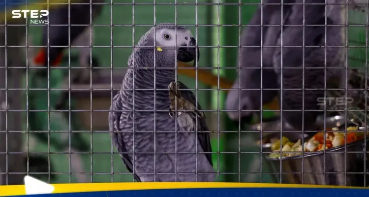 بعد أن خلفت وفيات.. ما هي "حمى الببغاء" وكيف تنتقل إلى البشر؟: أخبار