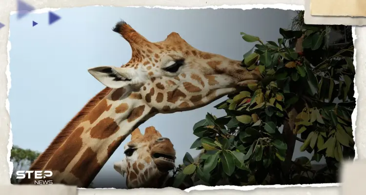 بالفيديو|| ولادة زرافة فريدة من نوعها قد تكون الوحيدة بالعالم بهذا الشكل: أخبار