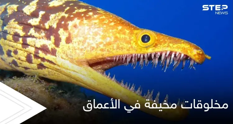 شاهد||أغرب المخلوقات المخيفة في أعماق البحار.. من بينها سمكة الشبح بأعينها المتوهجة: أخبار