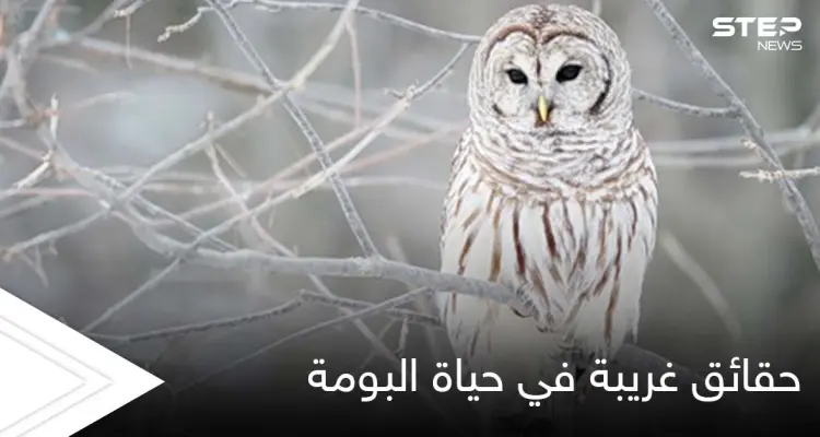 تعيش في نظام العائلة ولا يهجرها أطفالها.. حقائق غريبة في حياة البومة بطلة الحكايات الخيالية: أخبار