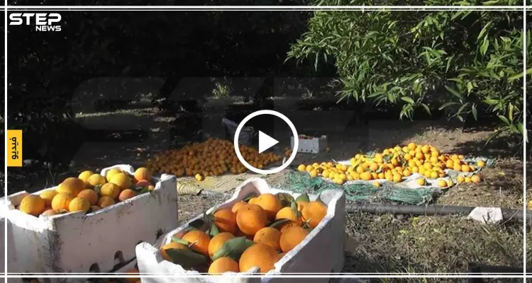 شاهد موسم الحمضيات في دركوش بريف إدلب والصعوبات التي يواجهها المزارعون: أخبار