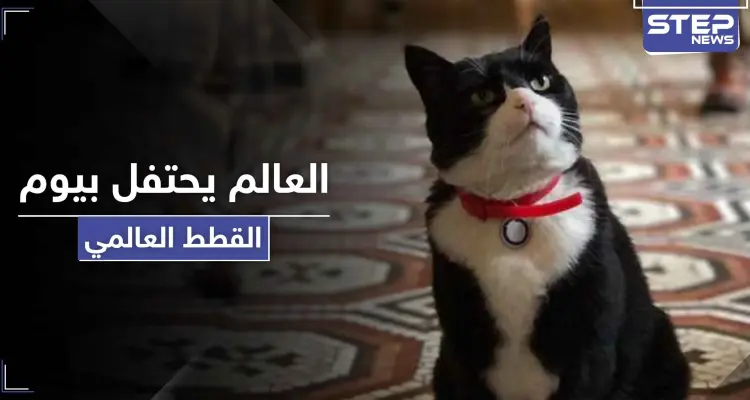 في يوم القطط العالمي.. قط الخارجية البريطانية يستقيل من منصبه والأخيرة توضح الأسباب: أخبار