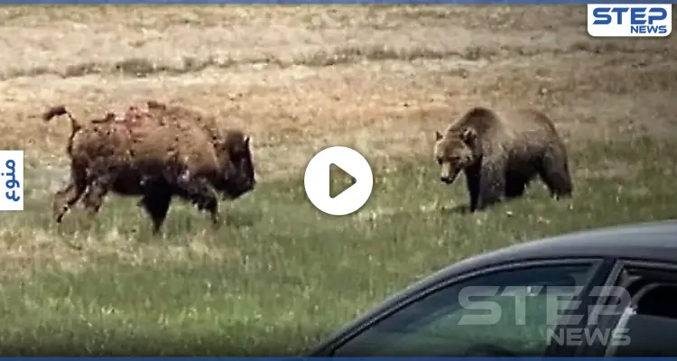 بالفيديو|| معركة شرسة بين دب وثور أمريكي بحديقة حيوان تنتهي بموت أحدهم: أخبار