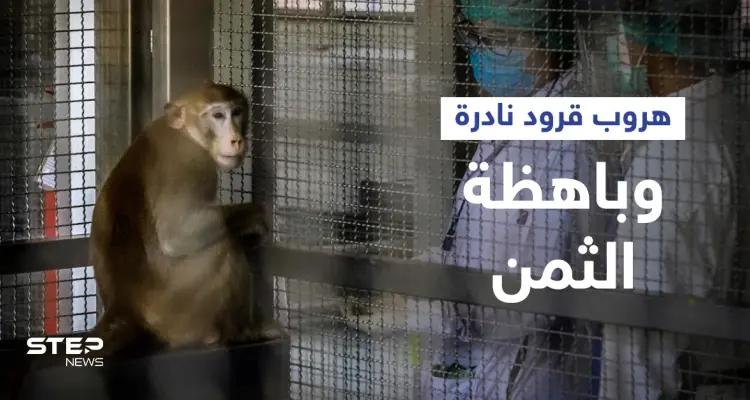 هروب قرود نادرة تُستخدم لأبحاث كورونا بعد حادث سير في ولاية أمريكية والشرطة تتدخل: أخبار