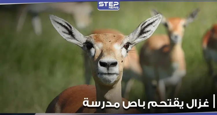 بالفيديو|| غزال يصطدم بباص مدرسة ويخترق الزجاج الأمامي في ولاية فيرجينيا الأمريكية ونجاة طالب نائم: أخبار