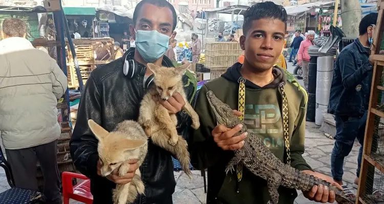 مصر.. السلطات الأمنية تضبط حيوانات نادرة في "سوق الجمعة" بالقاهرة: أخبار