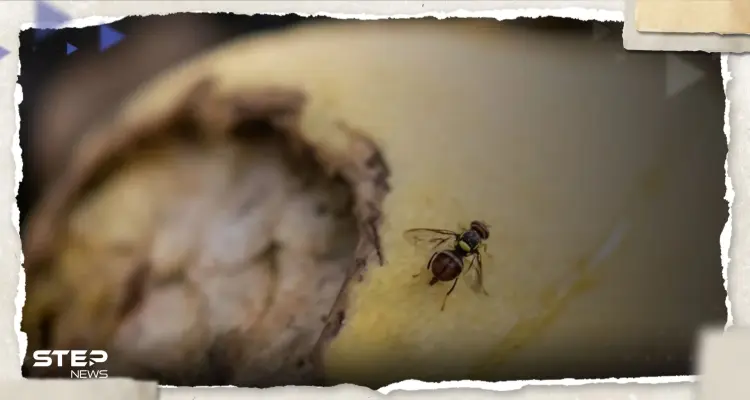 صدمة أصابت الأطباء.. العثور على ذبابة حية في أمعاء رجل مريض: أخبار