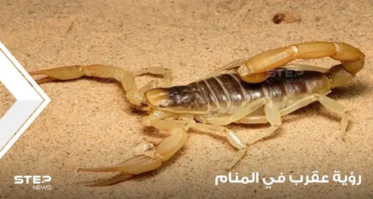 رؤية العقرب في المنام وتفسير لدغته ودلالاتها على الخير والشر: أخبار