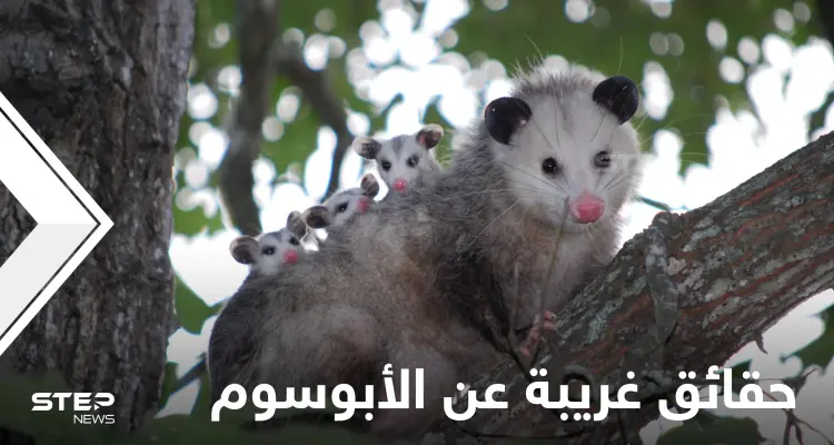 يحمل أطفاله في جرابه كالكنغر.. حقائق غريبة في حياة الأبوسوم: أخبار