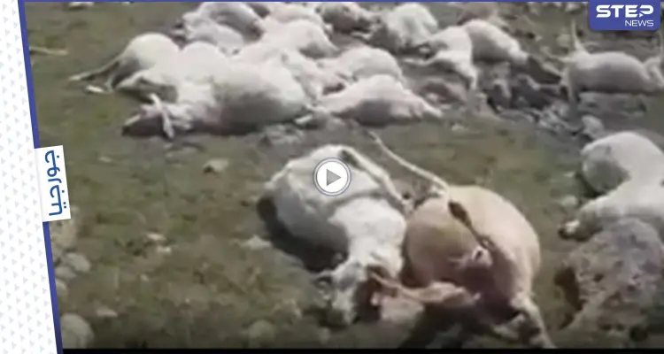 بالفيديو|| صاعقة رعدية في جورجيا تتسبب بمجزرة في الأغنام وتقضي على 550 رأساً: أخبار