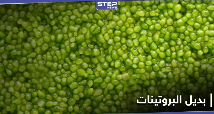 الكافيار الأخضر...نبتة الولفيا بديل ثوري عن البروتينات الحيوانية والأسرع نمواً على سطح الأرض: أخبار