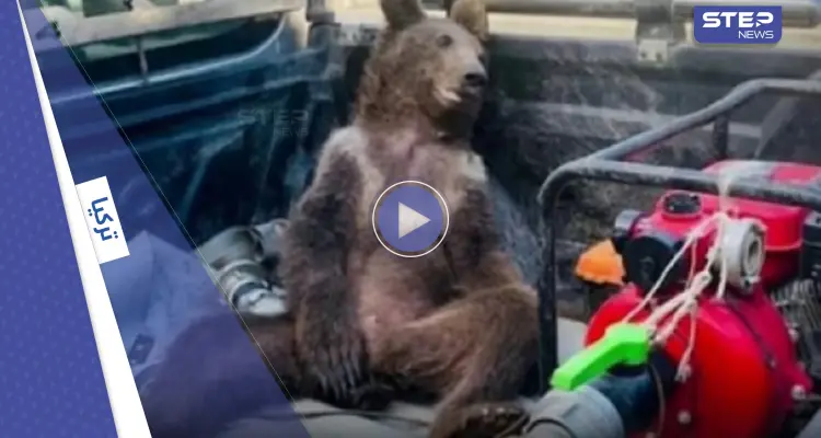 بالفيديو|| أنثى دب تبدو "سكرانة" بعد تناولها كميات من العسل المجنون: أخبار