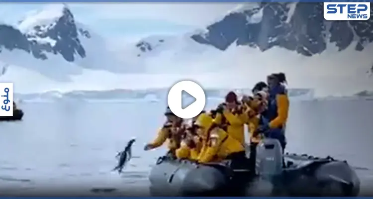 بطريق يهرب مسرعاً من الموت.. ويقفز نحو قارب السياح للنجاة من مطاردة الحتيان (فيديو): أخبار