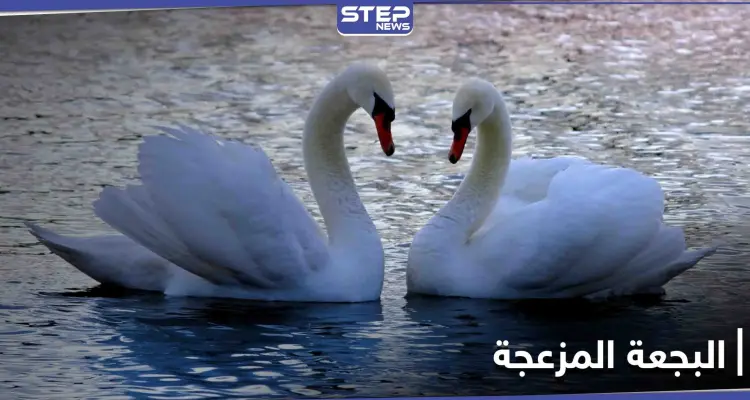 البجعة المزعجة تطرق الباب لثلاث ساعات.. وجار البحيرة أصابه اليأس (فيديو): أخبار