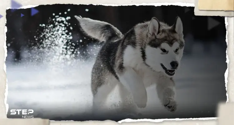 كلب ينافس 100 شخص على منصب عمدة تورونتو في كندا: أخبار