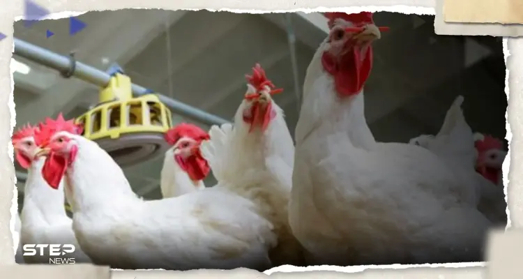 هل يجوز التضحية بالطيور؟.. شيخ مصري بالأزهر يثير جدلاً ودار الإفتاء ترد: أخبار