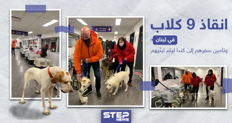 إنقاذ 9 كلاب في لبنان و تأمين سفرهم إلى كندا ليتم تبنّيهم: أخبار