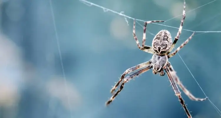 تفسير حلم العنكبوت في المنام لابن سيرين ... لن تتخيل أن لونه فقط يغير التأويل تماماً: أخبار