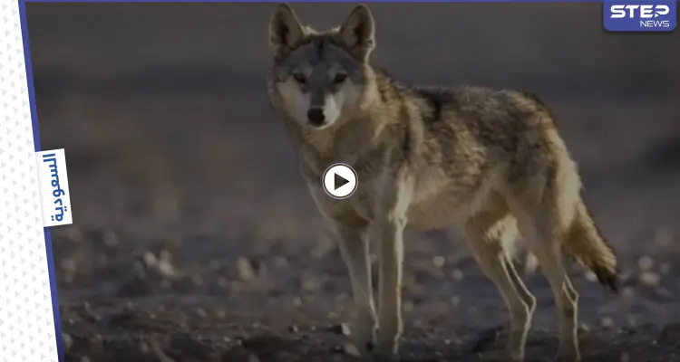 بالفيديو|| ذئب على هيئة بشر هاجم الأهالي وأثار الرعب شمال السعودية.. والسلطات تتدخل: أخبار
