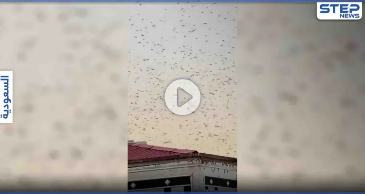 بالفيديو|| أسراب الحشرات تغزو سماء مكة المكرمة وحمام الحرم يمتنع عن التحليق: أخبار