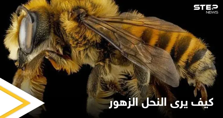 شاهد|| كيف يرى النحل الزهور بالأشعة فوق البنفسجية ويرسم خارطة طريقه وقدرة الـ (GPS) الفائقة لديه: أخبار