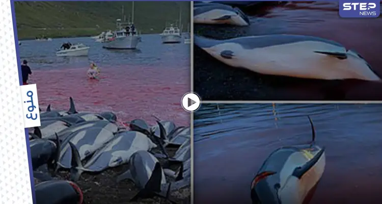 بحادثة فريدة.. صيادون ينحرون 1428 دلفيناً دفعة واحدة ويحولون لون البحر للأحمر (فيديو): أخبار
