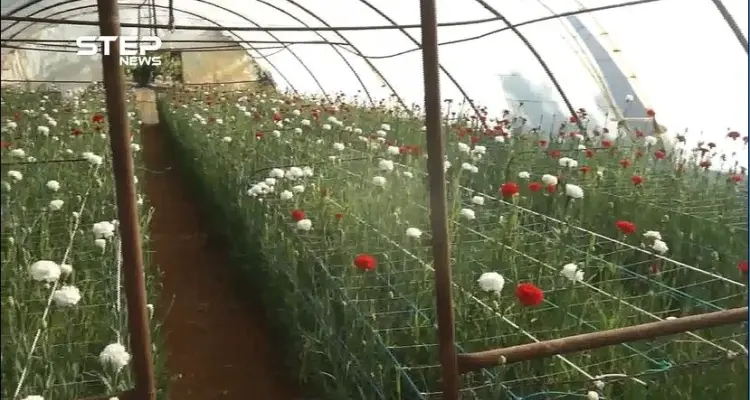مشاتل الورود في إدلب مستمرة رغم التحديات والصعوبات التي تواجهها: أخبار