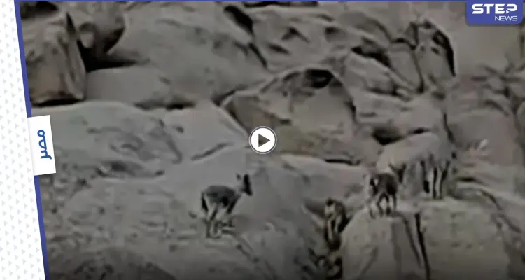 بالفيديو|| أهالي سانت كاترين المصرية يرصدون ظهور التيتل البري "النادر" بجوار أحد الأديرة: أخبار