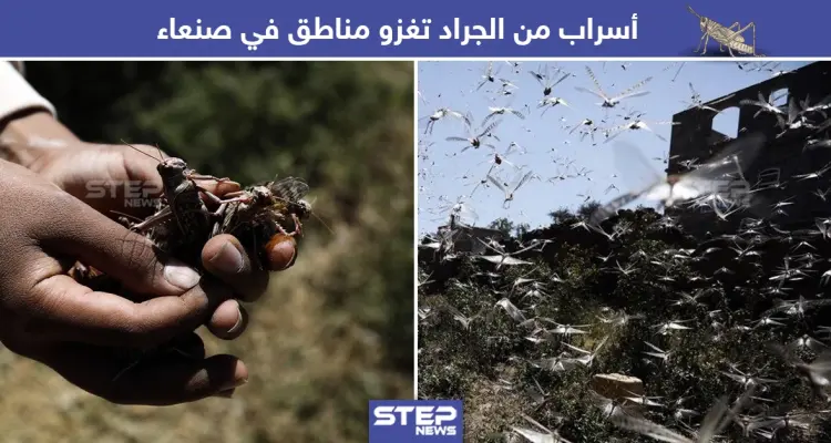 أسراب من الجراد تغزو مناطق صنعاء في اليمن: أخبار